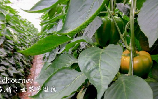 [澳洲] 溫室紅黃綠：血汗錢是這樣賺來的。